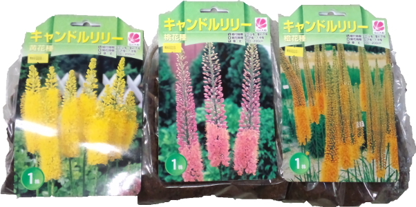 秋植え球根 エレムルス 'キャンドルリリ－' 新入荷！ - 長野県松本市の 種苗店 ナカツタヤ・ガーデニング専門店 ナカツタヤ ガーデンストリート