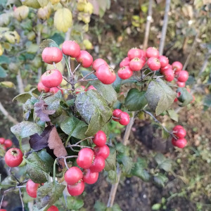 紅花八重サンザシ