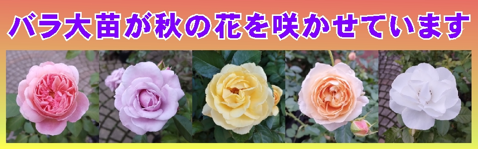 バラ大苗 秋の花咲かせています