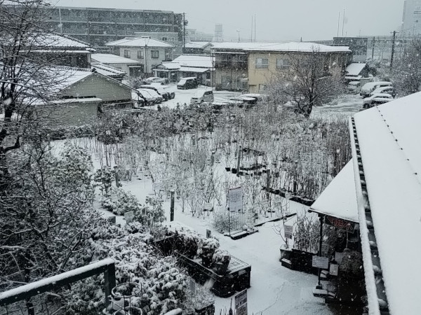 庭木売場 3月 積雪